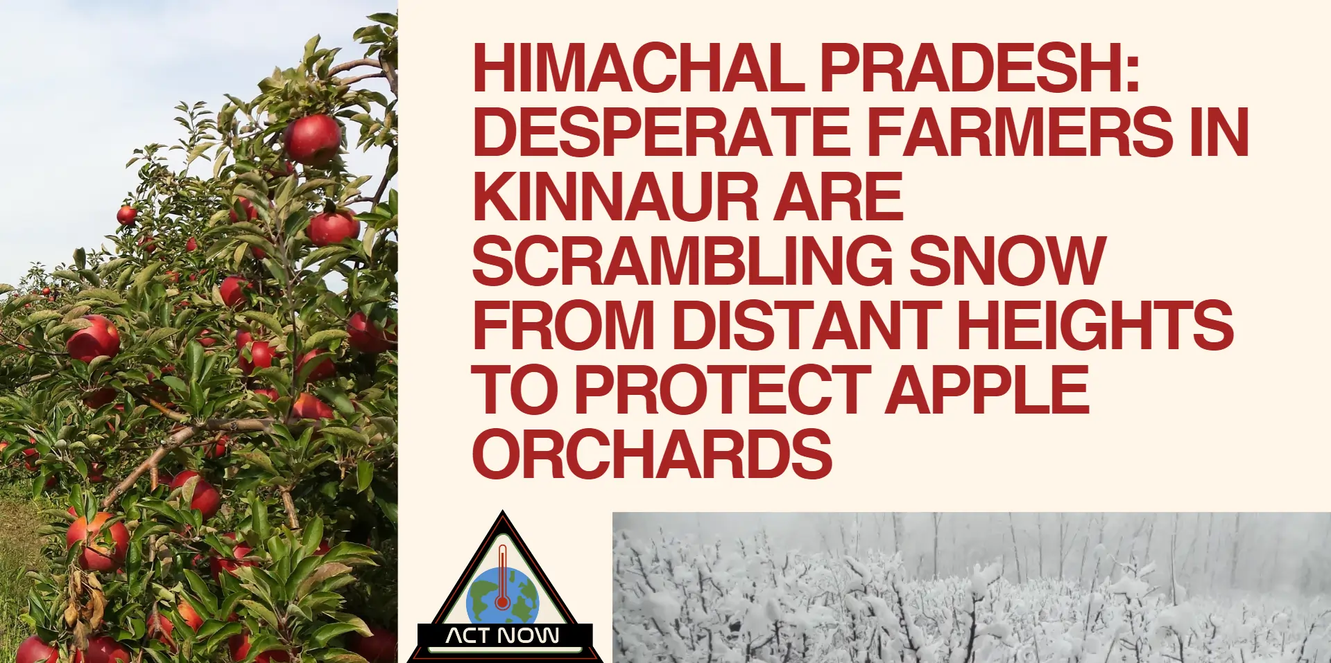 distinct-height-to-protect-apple-orchards