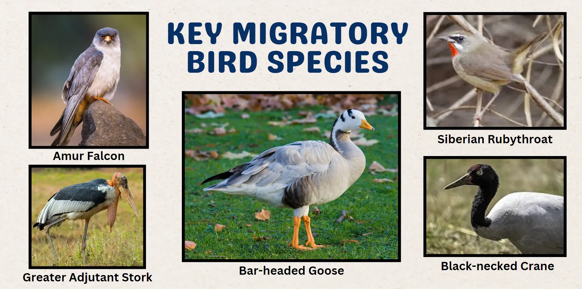 key-migratory-bird-species