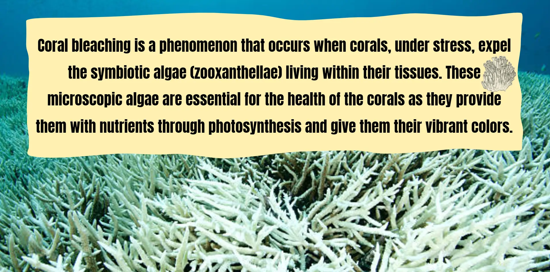 coral-bleaching-img