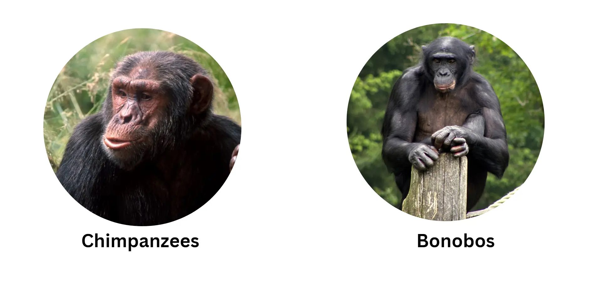 chimpanzees-bonobos