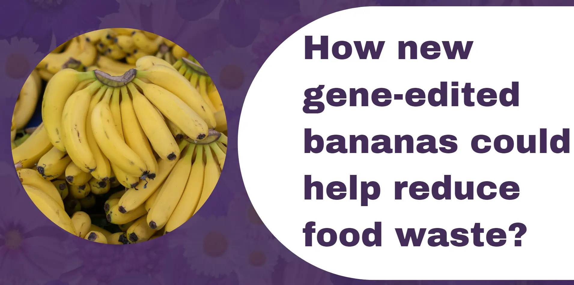 gene-edited-bananas