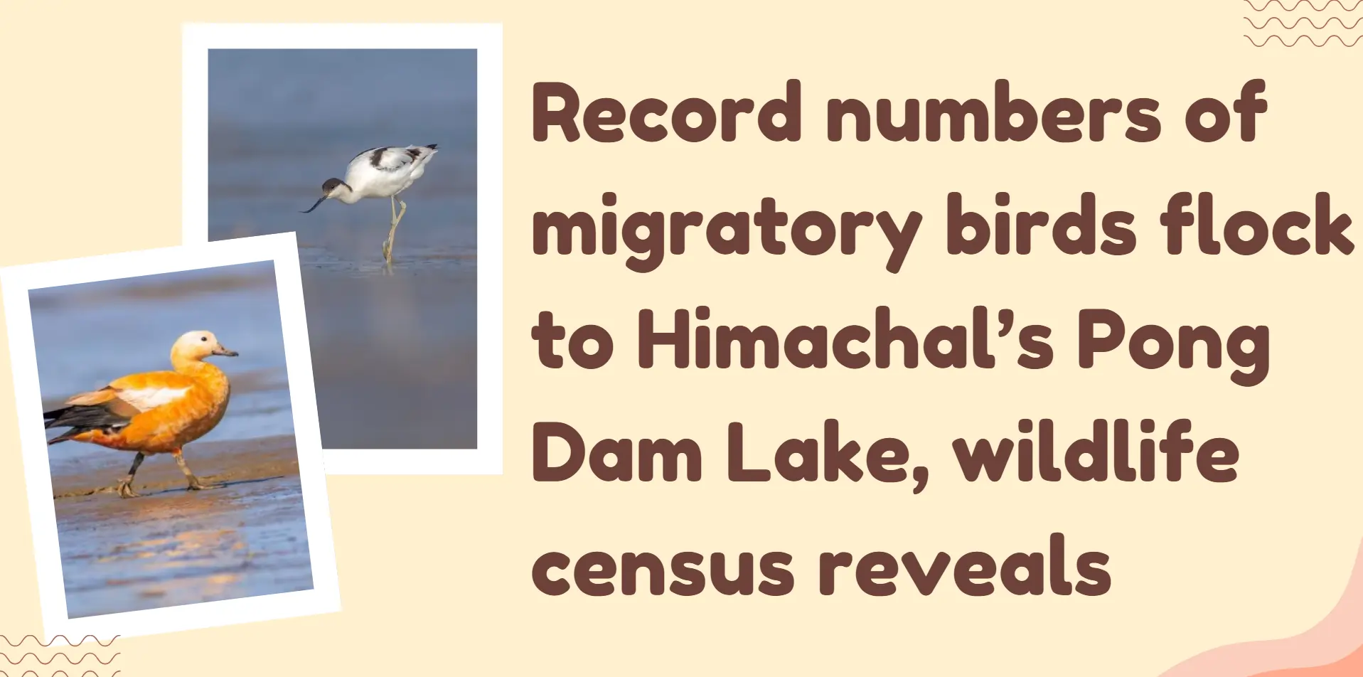 bird-flock-to-himachal-pong-dam-lake