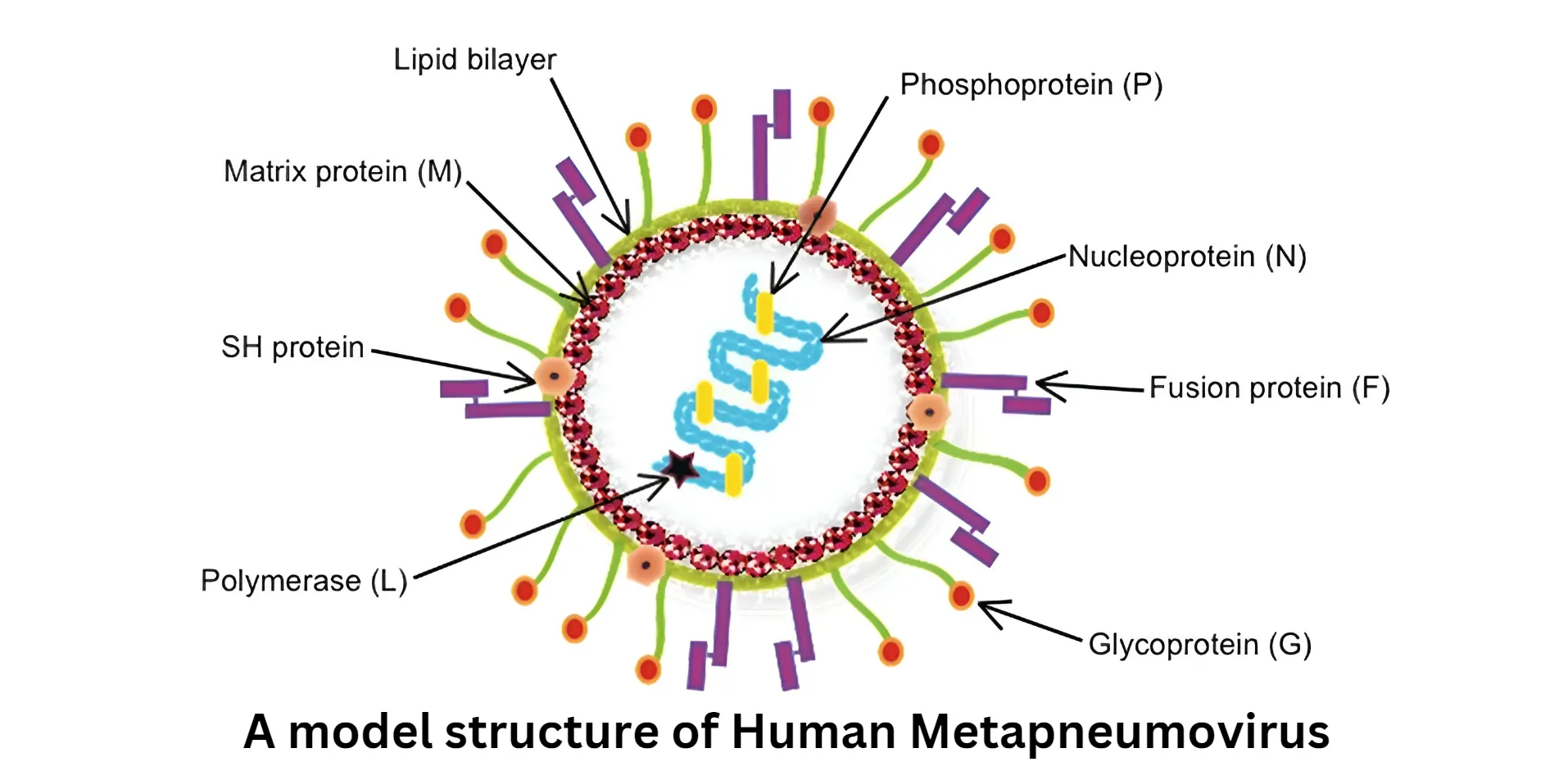 modal-structure-of-hmpv