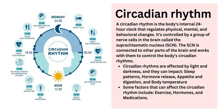 circadian-rhythm