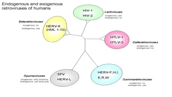 Endogenous and exogenous retroviruses of humans