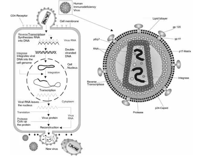 Human immunodeficiency virus