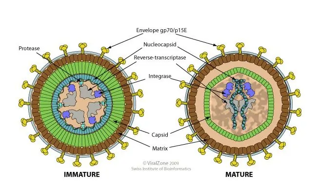 Immature and mature