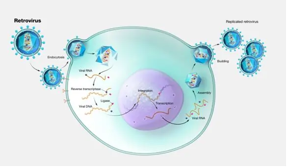 Retrovirus