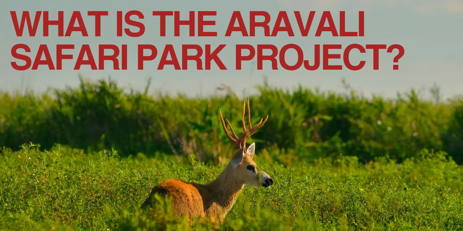 aravali-safari-park-project