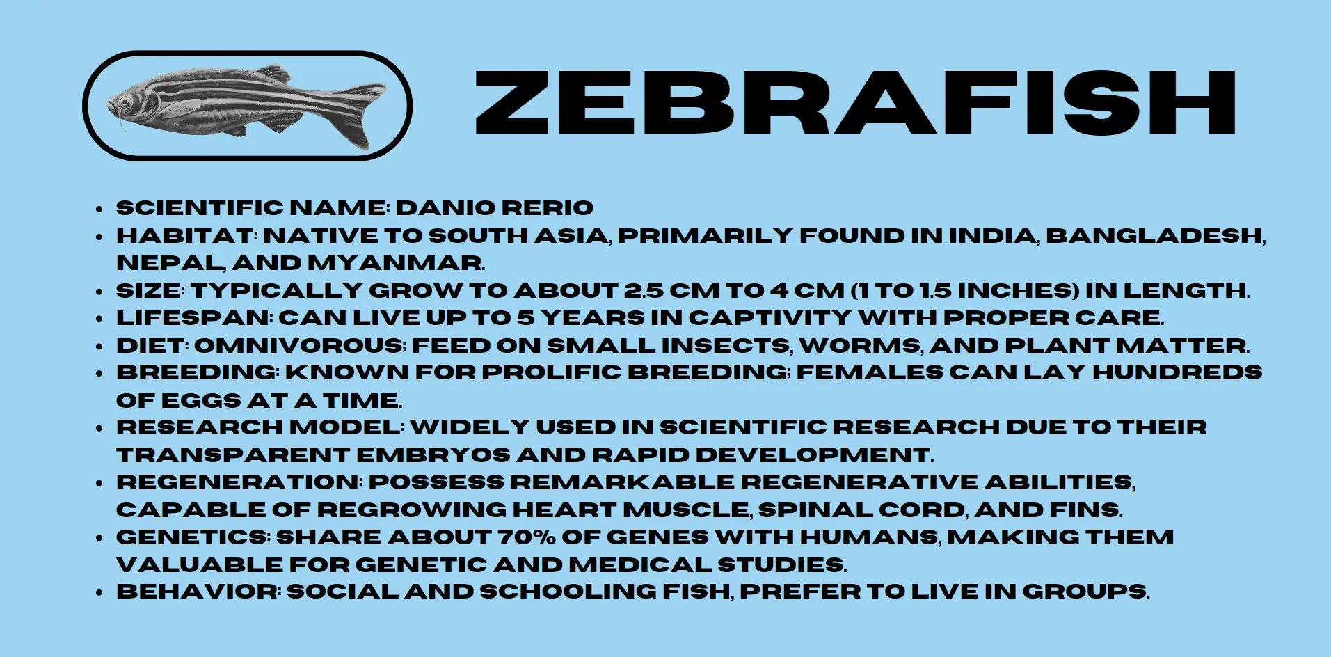 zebrafish