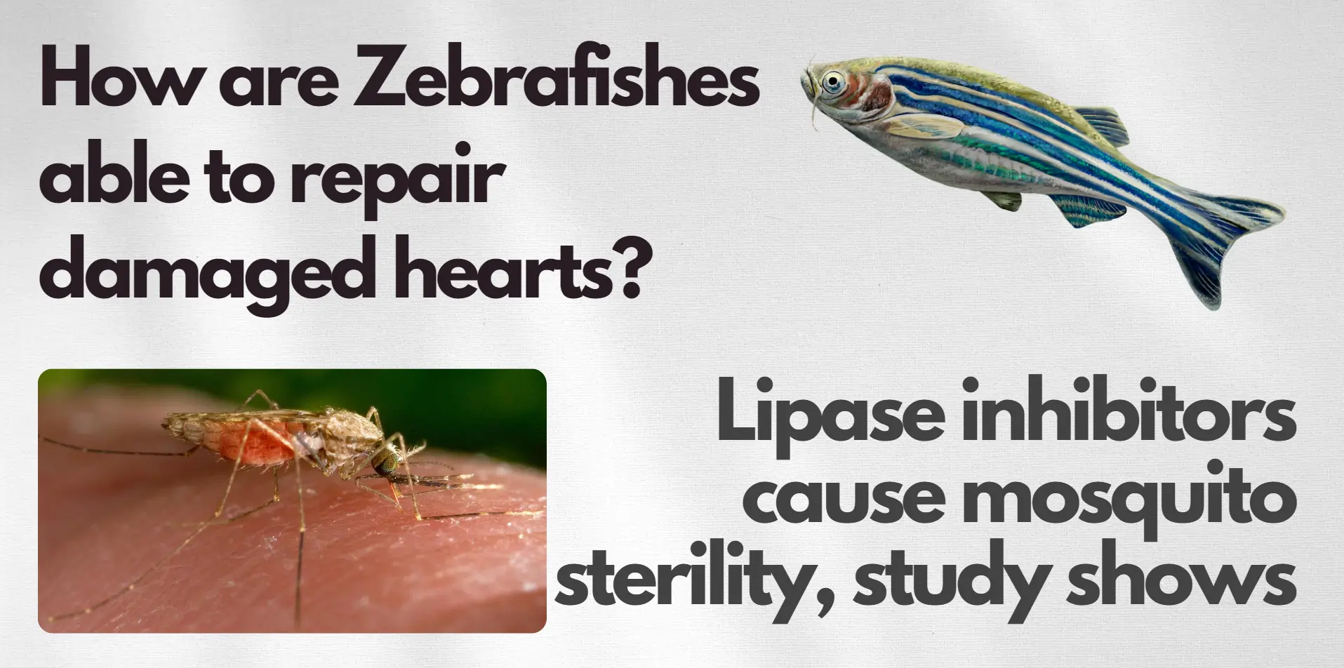 zebrafishes