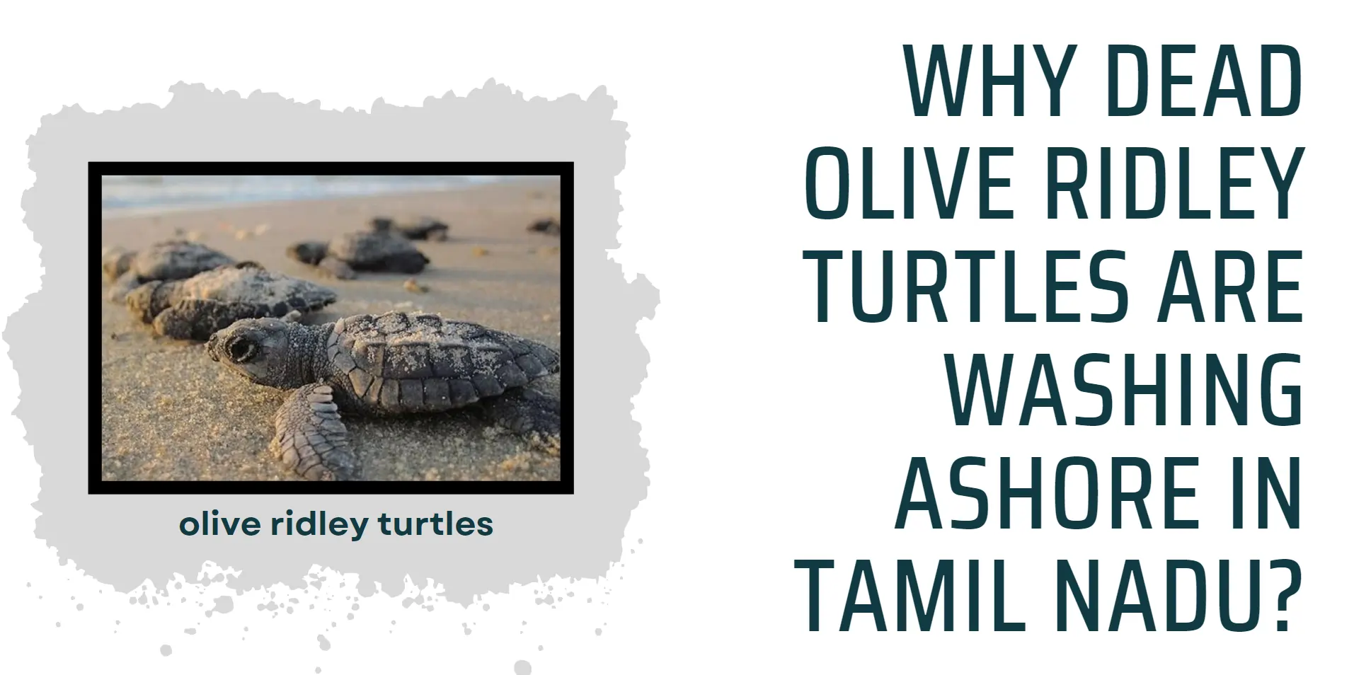 olive-ridely-turtle