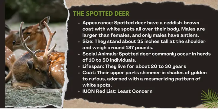 the-spotted-deer